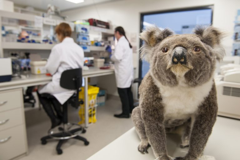 News Scientists Crack Koala's Code Innovation Portal